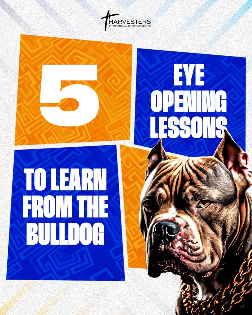 5 EYE-OPENING LESSONS TO LEARN FROM THE BULLDOG